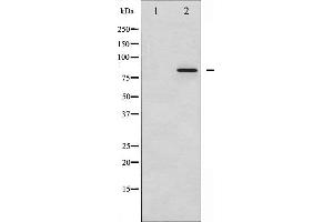 Western blot analysis of STAT3 phosphorylation expression in HeLa whole cell lysates,The lane on the left is treated with the antigen-specific peptide.
