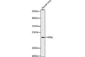 Western blot analysis of extracts of mouse lung, using RTN1 antibody (ABIN7269928) at 1:1000 dilution. (Reticulon 1 antibody  (AA 80-340))