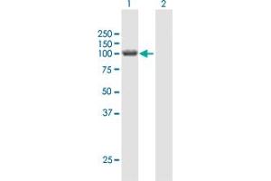 Western Blot analysis of HERC3 expression in transfected 293T cell line by HERC3 MaxPab polyclonal antibody. (HERC3 antibody  (AA 1-1050))