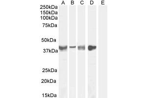 ABIN185364 (0. (Asporin antibody  (Internal Region))