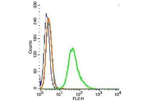 RSC96 probed with Ezrin Polyclonal Antibody, Unconjugated  at 1:100 for 30 minutes followed by incubation with a PE conjugated secondary (green) for 30 minutes compared to control cells (blue), secondary only (light blue) and isotype control (orange). (Ezrin antibody  (AA 455-586))