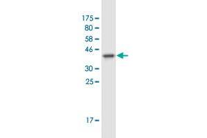 Western Blot detection against Immunogen (36. (NFYC antibody  (AA 14-113))