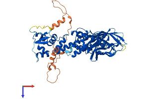 AlphaFold protein structure predicition of Human Recombinant BTBD3 Protein, UniprotID Q9Y2F9 (BTBD3 Protein (AA 1-522) (His tag))