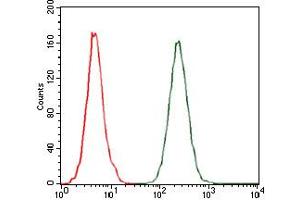 Image no. 6 for anti-Chemokine (C-C Motif) Ligand 2 (CCL2) antibody (ABIN1497128) (CCL2 antibody)