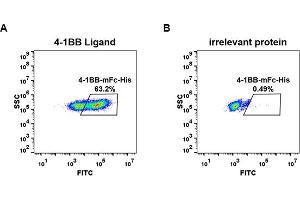 cell line transfected with irrelevant protein  (B) and human 4-1BB Ligand  (A) were surface stained with Human 4-1BB, mFc-His tagged protein (ABIN6961084, ABIN7042197 and ABIN7042198) 1 μg/mL followed by Alexa 488-conjugated anti-mouse IgG secondary antibody. (CD137 Protein (AA 24-186) (mFc-His Tag))