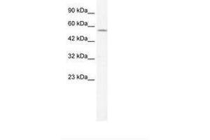 Image no. 2 for anti-Potassium Voltage-Gated Channel, Shaker-Related Subfamily, Member 10 (KCNA10) (AA 154-203) antibody (ABIN202694) (KCNA10 antibody  (AA 154-203))