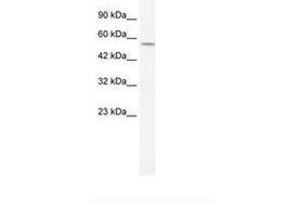 KCNA10 antibody  (AA 154-203)