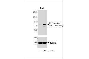 Western blot analysis of lysates from Raji cell line, untreated or treated with T, 200nM, 30 min, using 457167101 (ABIN389670 and ABIN2850453) (upper) or Tubulin (lower). (SYK antibody  (pTyr525, pTyr526))