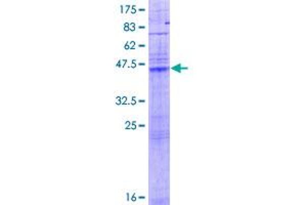 LASS1 Protein (AA 1-239) (GST tag)