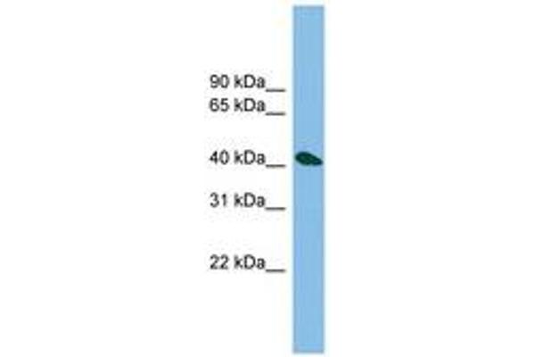 ZNF514 antibody  (AA 71-120)