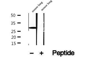 Western blot analysis of extracts of mouse lung tissue, using DIO1 antibody. (DIO1 antibody  (C-Term))