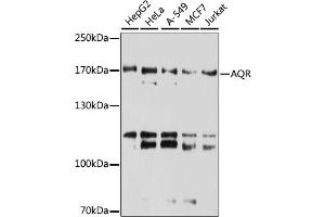 Western blot analysis of extracts of various cell lines, using AQR antibody.