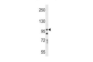 PCDH7 Antibody (C-term) (ABIN656256 and ABIN2845572) western blot analysis in A549 cell line lysates (35 μg/lane). (PCDH7 antibody  (C-Term))