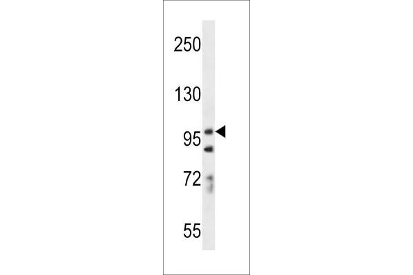 PCDH7 antibody  (C-Term)