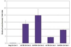 RNA pol II CTD phospho Ser2 antibody (mAb) tested by ChIP. (Rpb1 CTD antibody  (pSer2, Ser2))