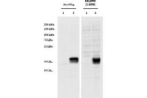 HEK293 overexpressing Human CCDC3 with C-terminal tag (DYKDDDDK) and probed with anti-DYKDDDDK in the left panel and with ABIN1590062 (0. (CCDC3 antibody  (AA 134-148))