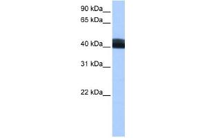 WB Suggested Anti-LRRC17 Antibody Titration: 0. (LRRC17 antibody  (Middle Region))