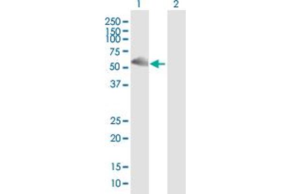 UGDH antibody  (AA 1-494)