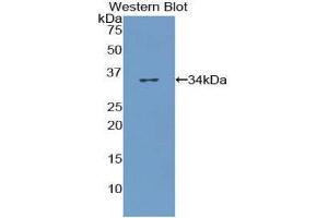 Western Blotting (WB) image for anti-Collagen, Type VII (COL7) (AA 190-472) antibody (ABIN1175574)