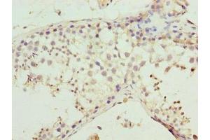 Immunohistochemistry of paraffin-embedded human testis tissue using ABIN7160187 at dilution of 1:100 (MMD2 antibody  (AA 1-38))