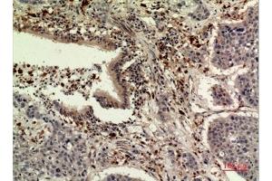 Immunohistochemical analysis of paraffin-embedded human-liver, antibody was diluted at 1:100. (TPO (Internal Region) antibody)