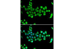 Immunofluorescence analysis of A549 cells using HSPA14 antibody (ABIN5974274).