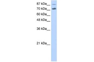 CDC25B antibody used at 0.