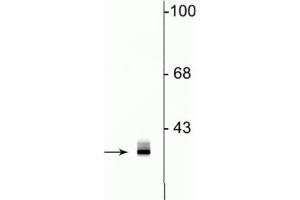 Western blot of rat hippocampal lysate showing specific immunolabeling of the ~35 kDa clavesin protein.