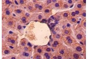 Immunohistochemistry of paraffin-embedded mouse liver tissue using ABIN7177253 at dilution of 1:50 (GDF5 antibody  (AA 376-495))