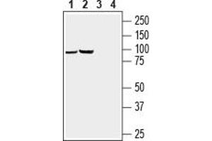 Western blot analysis of rat brain (lanes 1 and 3) and mouse brain (lanes 2 and 4) lysates:1, 2.