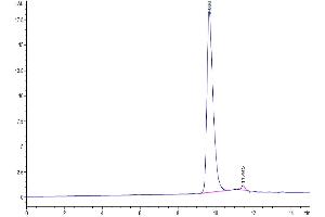 The purity of SARS-CoV-2 3CLpro (H172Y) is greater than 95 % as determined by SEC-HPLC. (SARS-Coronavirus Nonstructural Protein 8 (SARS-CoV NSP8) (H172Y) Protein)