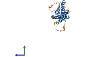 AlphaFold protein structure predicition of Human Recombinant CLDN12 Protein, UniprotID P56749