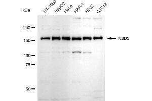 anti-Wolf-Hirschhorn Syndrome Candidate 1-Like 1 (WHSC1L1) antibody