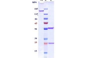 Anti-Siglec-3 / CD33 Reference Antibody (IMGN779) on SDS-PAGE under reducing (R) condition.