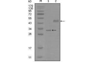 Western blot analysis using SOX2 mouse mAb against truncated Trx-SOX2 recombinant protein (1) and truncated MBP-SOX2(aa1-170) recombinant protein (2). (SOX2 antibody  (AA 1-170))