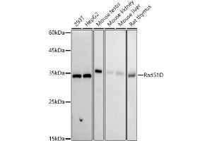 Western blot analysis of extracts of various cell lines, using Rad51D antibody (ABIN7269827) at 1:1000 dilution. (RAD51D antibody)