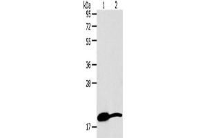 Western Blotting (WB) image for anti-Growth Differentiation Factor 2 (GDF2) antibody (ABIN2426605) (GDF2 antibody)