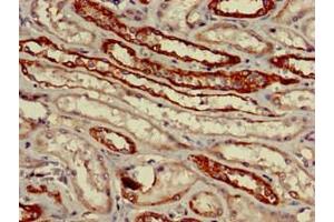 Immunohistochemistry of paraffin-embedded human kidney tissue using ABIN7162595 at dilution of 1:100 (VNN1 antibody  (AA 97-197))