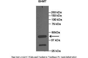 Lanes:   Lane1: 20 ug rat liver lysate  Primary Antibody Dilution:   1:1000  Secondary Antibody:   Anti-rabbit HRP  Secondary Antibody Dilution:   1:15000  Gene Name:   BHMT  Submitted by:   Anonymous (BHMT antibody  (C-Term))