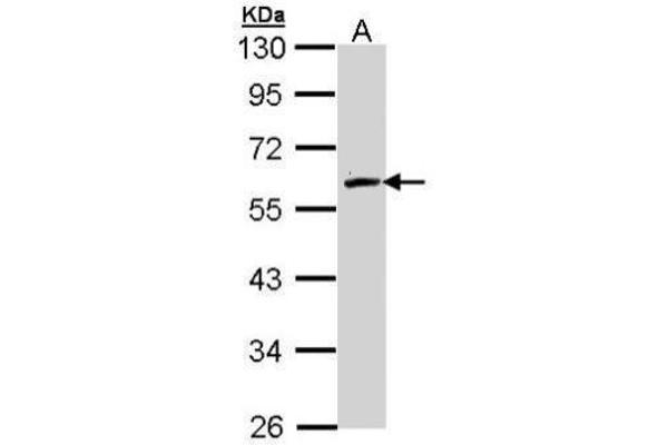FMO2 antibody