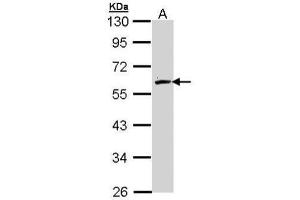 WB Image Sample (30 ug of whole cell lysate) A: Hep G2 , 10% SDS PAGE antibody diluted at 1:1000 (FMO2 antibody)