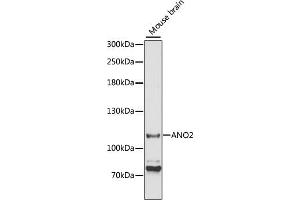 Western blot analysis of extracts of mouse brain, using  antibody (ABIN6129705, ABIN6136904, ABIN6136906 and ABIN6220328) at 1:3000 dilution. (Anoctamin 2 antibody  (AA 1-200))