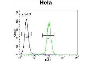 Flow cytometric analysis of Hela cells using QSK Antibody (C-term) Cat. (SIK3 antibody  (C-Term))