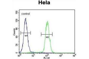 Flow cytometric analysis of Hela cells using QSK Antibody (C-term) Cat. (SIK3 antibody  (C-Term))