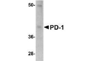 Western Blotting (WB) image for anti-Programmed Cell Death 1 (PDCD1) antibody (ABIN492542) (PD-1 antibody)