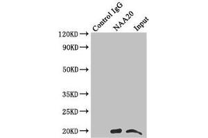 Immunoprecipitating NAA20 in Hela whole cell lysate Lane 1: Rabbit control IgG instead of (1 μg) instead of ABIN7160737 in Hela whole cell lysate. (NAA2 (AA 49-178) antibody)