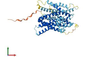 AlphaFold protein structure predicition of Mouse Recombinant Slc38a8 Protein, UniprotID Q5HZH7 (SLC38A8 Protein (AA 1-432) (His tag))