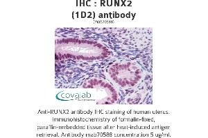 Image no. 2 for anti-Runt-Related Transcription Factor 2 (RUNX2) (AA 251-351) antibody (ABIN1723445) (RUNX2 antibody  (AA 251-351))
