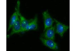 ICC/IF analysis of KLK3 in LNCap cells line, stained with DAPI (Blue) for nucleus staining and monoclonal anti-human KLK3 antibody (1:100) with goat anti-mouse IgG-Alexa fluor 488 conjugate (Green). (Prostate Specific Antigen antibody  (AA 25-261))