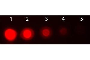 Dot Blot of AKT3 Phycoerythrin Conjugated Monoclonal Antibody. (AKT3 antibody  (Internal Region) (PE))